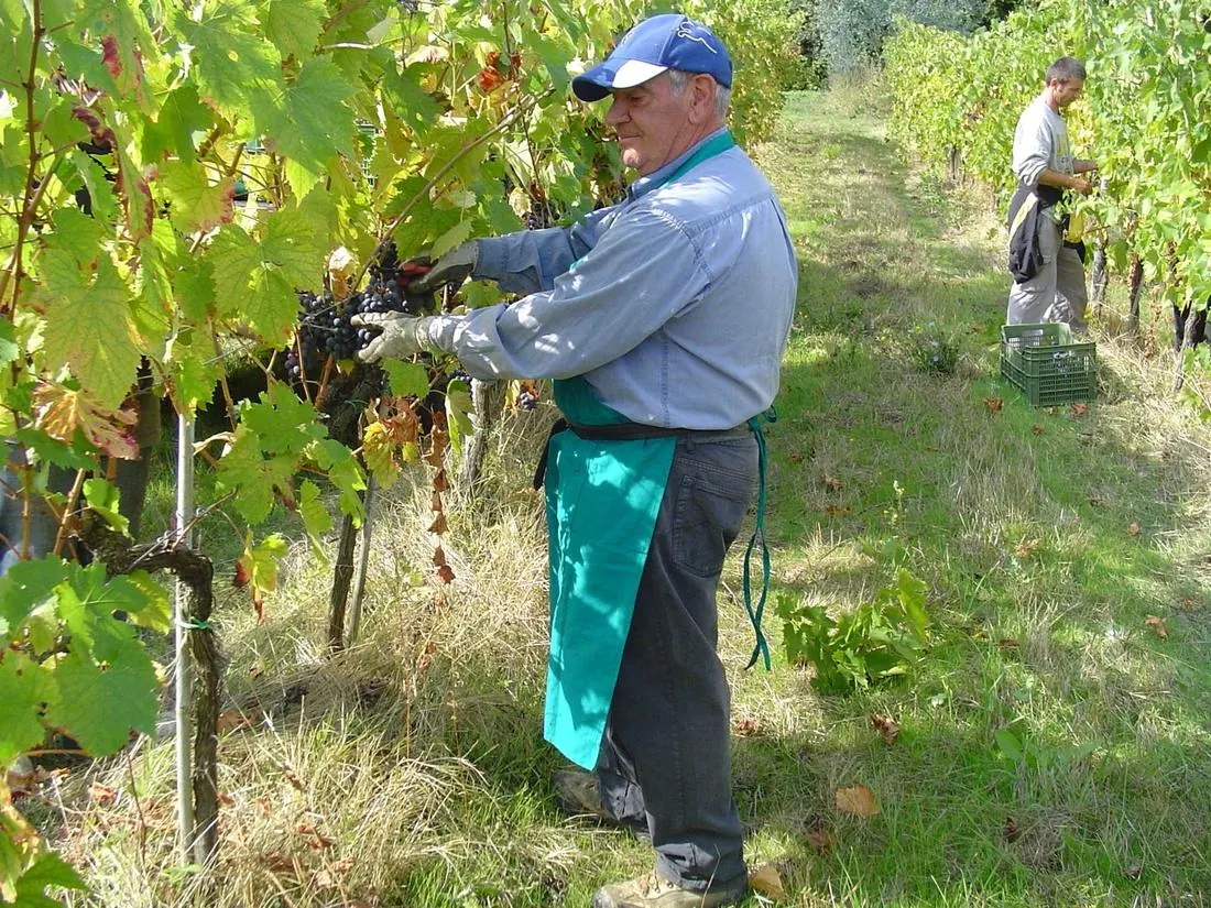 Vendemmia in vigna