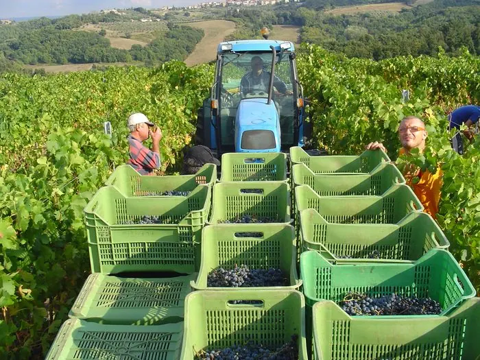 Raccolta dell'uva nei cassoni durante la vendemmia a Villa da Filicaja