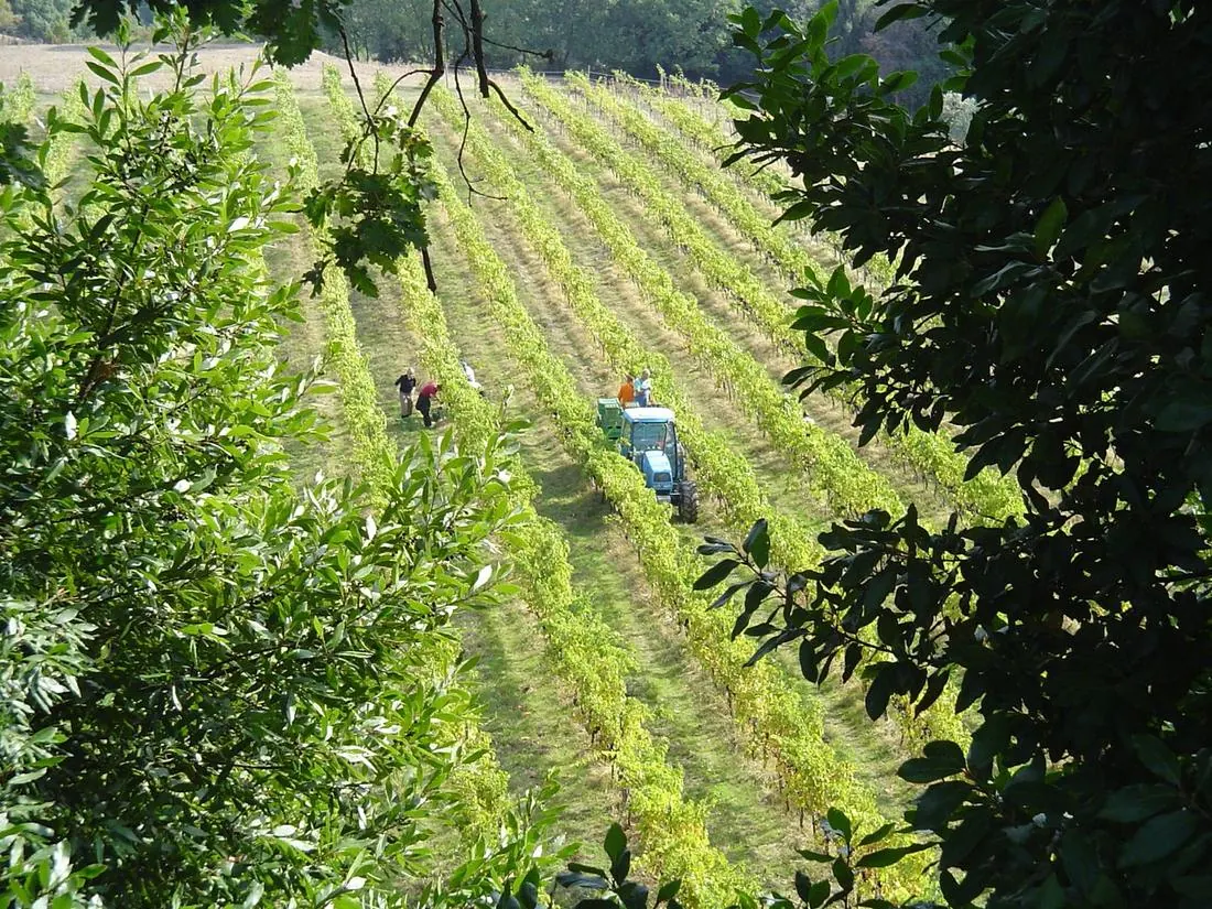 Filari di vigne sulle colline della tenuta